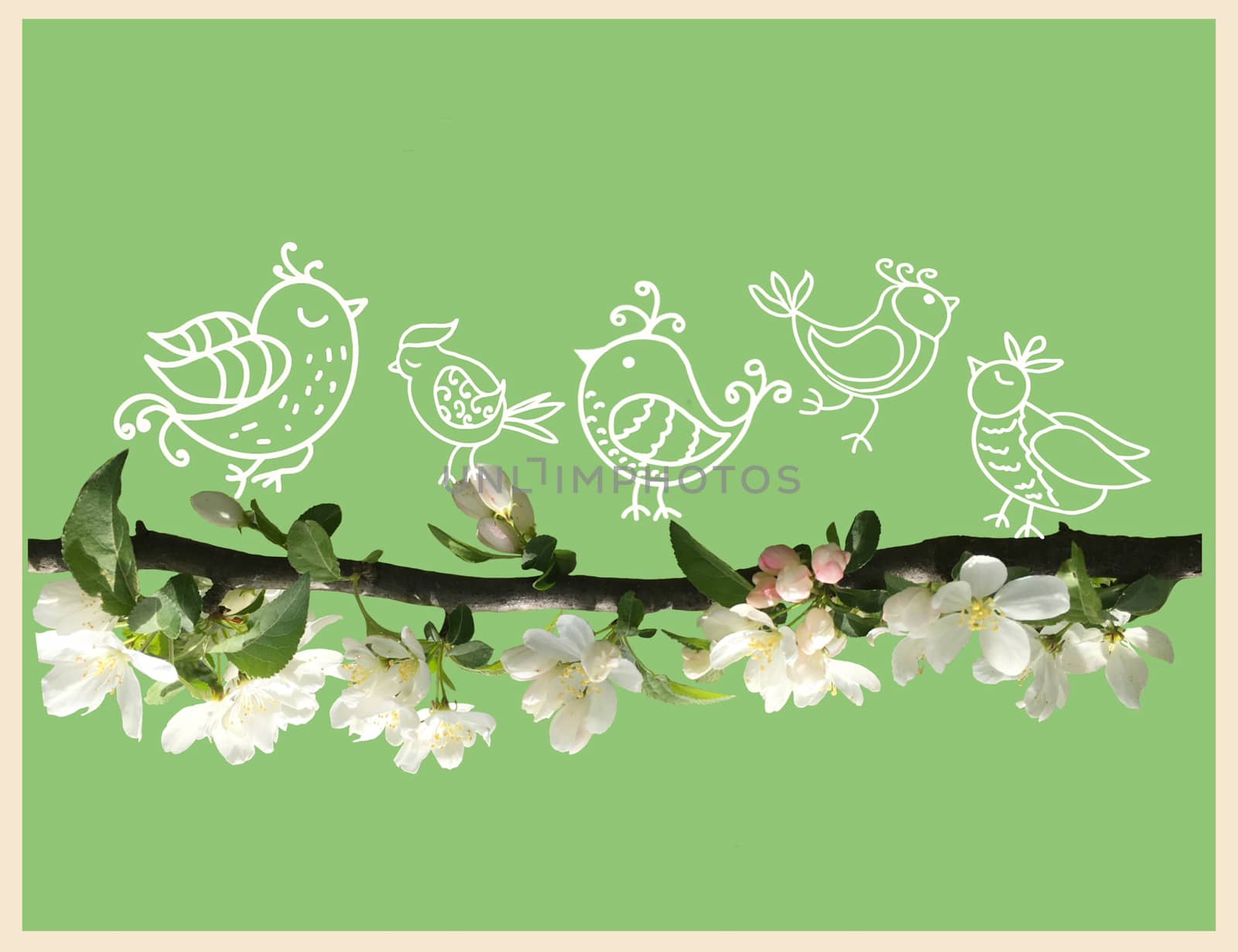 Stylized doodle style cute birds on blossom apple tree branch on green background. Template for card spring time concept. 