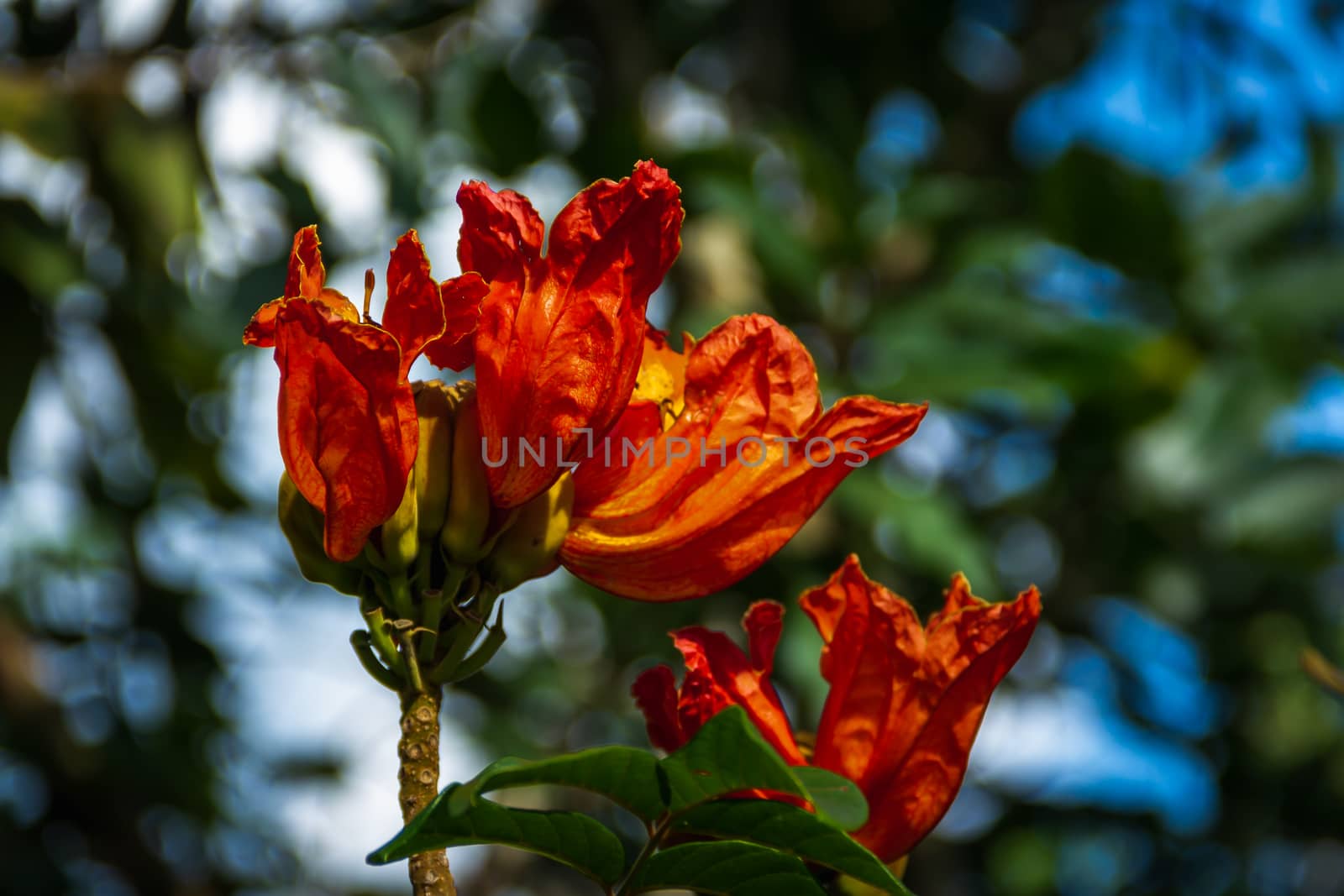 Close-up orange flowers on blurry background