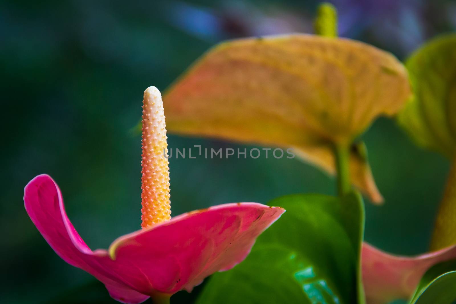 Yellow-faced anthurium flowers on blurry background
