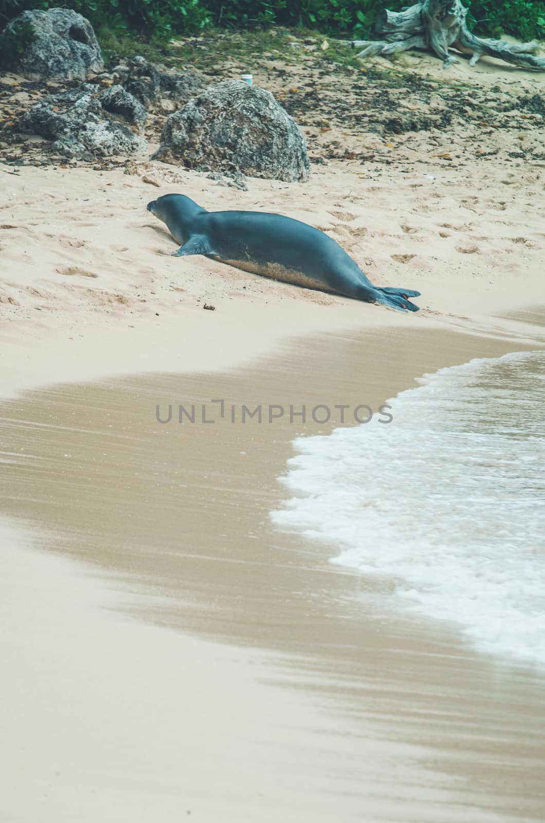 Monk seals are found in the Hawaiian archipelago, certain areas in the Mediterranean Sea and formerly in the tropical areas of the west Atlantic Ocean.