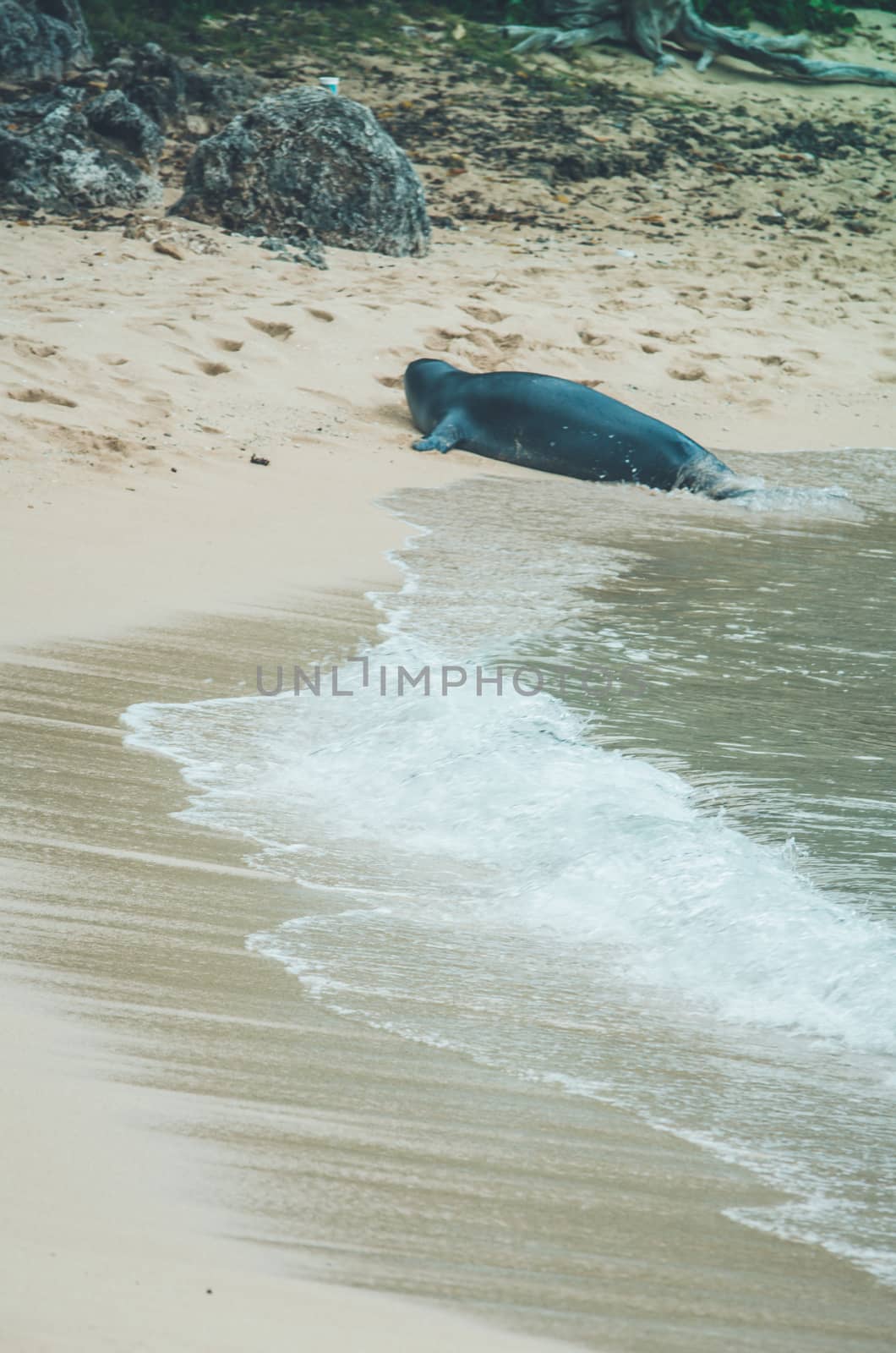 Monk seal walk out of the water in Hawaii, US. by mikelju