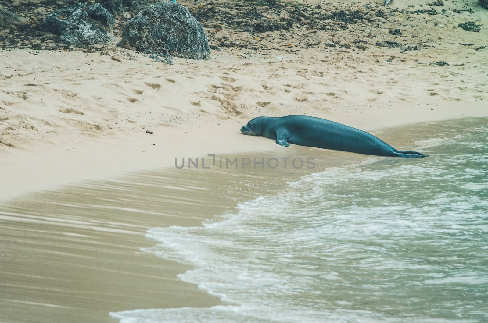Monk seal walk out of the water in Hawaii, US. by mikelju