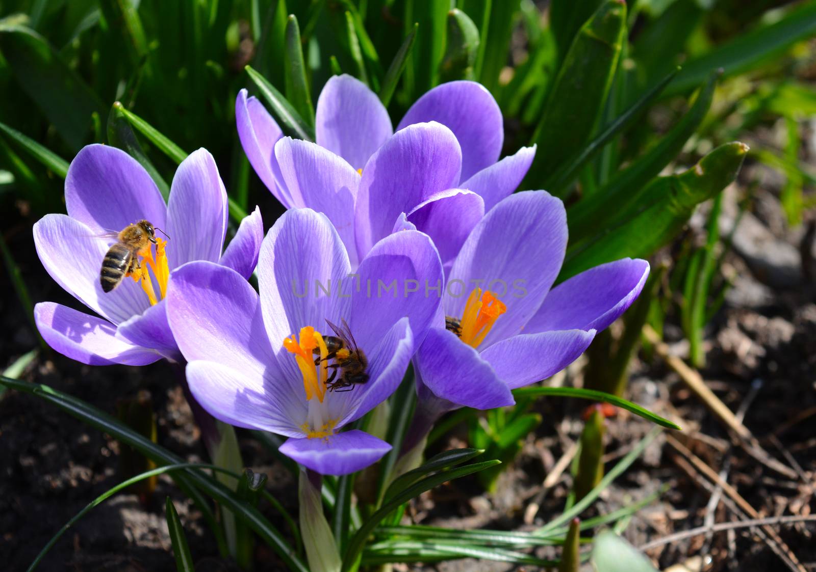 Close up photo of Crocus Flower and Bees enjoying  early Spring sun.