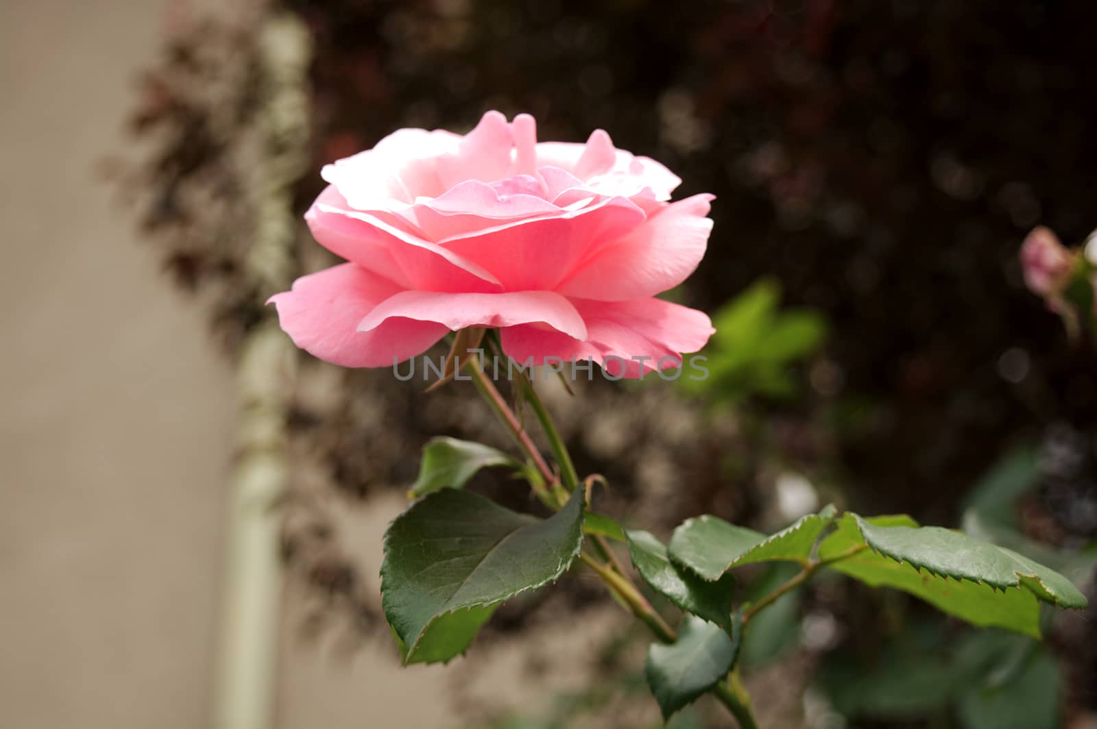 Close up photo of Pink Rose flower, sunny beautiful flower