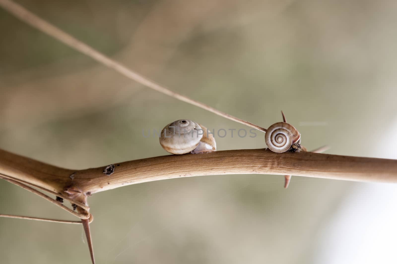 Little and Cute Snails by orcearo