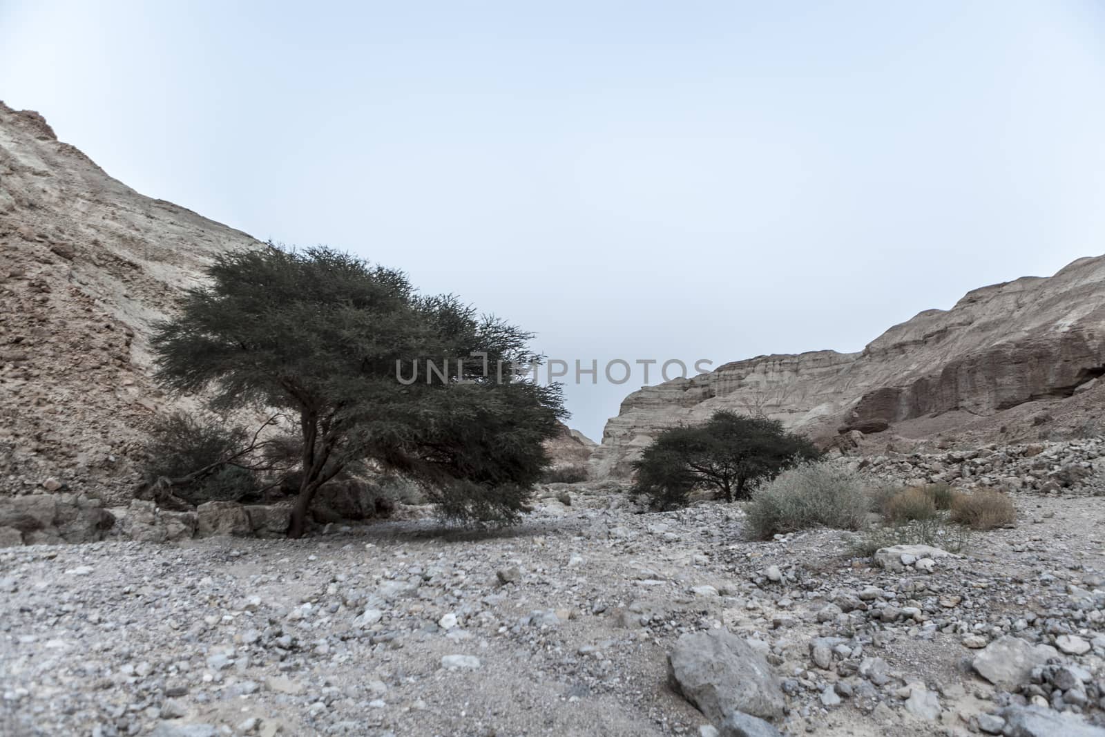 Picture of a strong mountain of stone and two trees