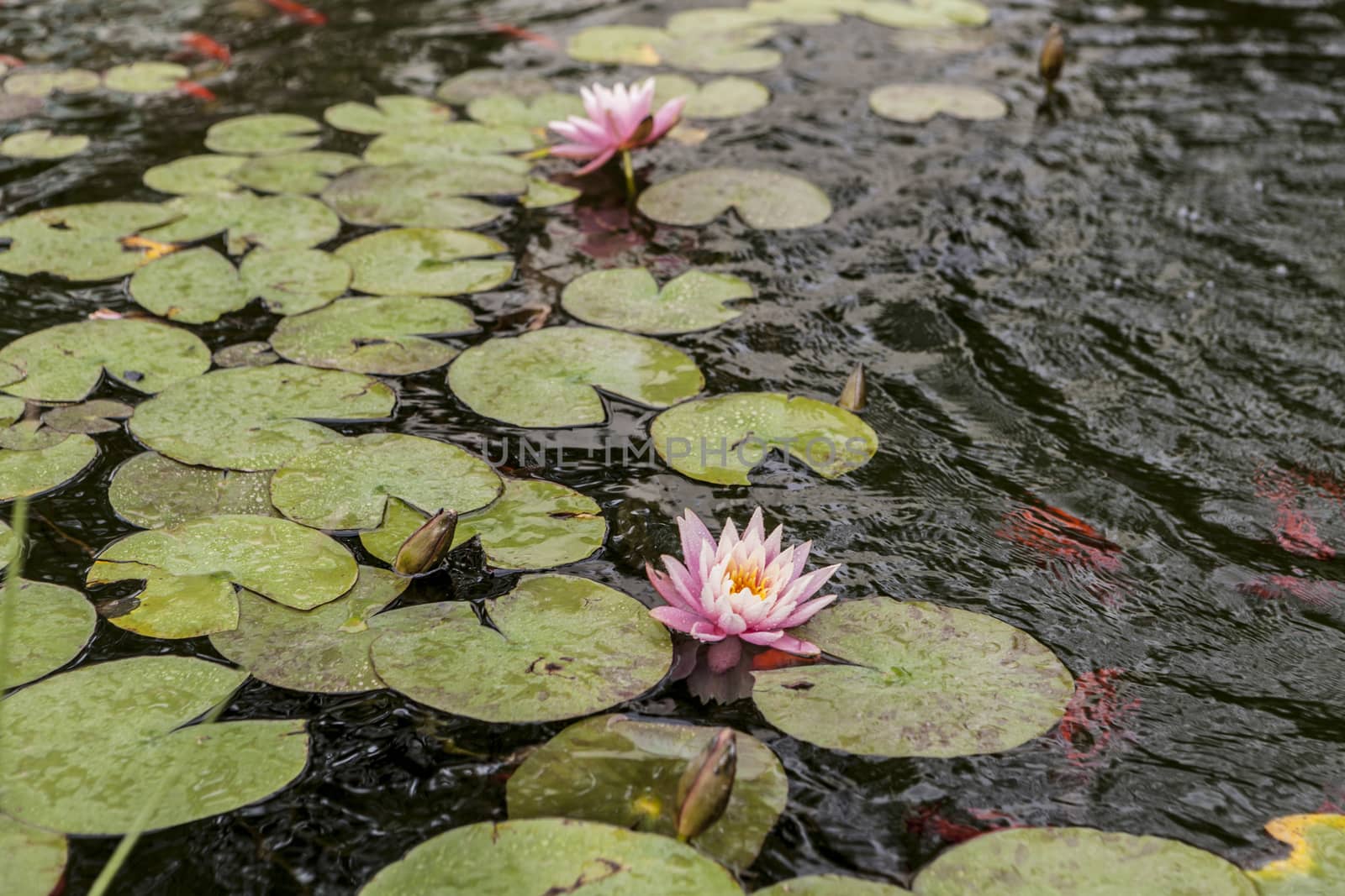 A very beautiful pink water lily and leafs