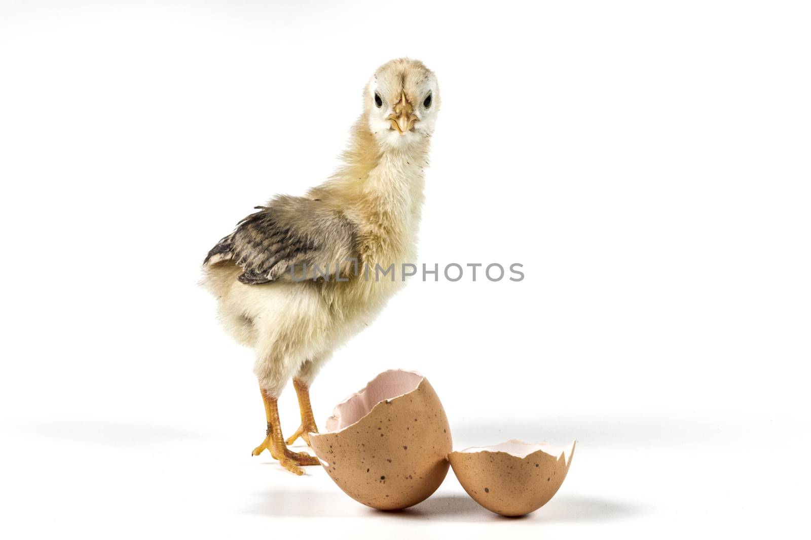 Chicken and egg isolated on white background with shadow