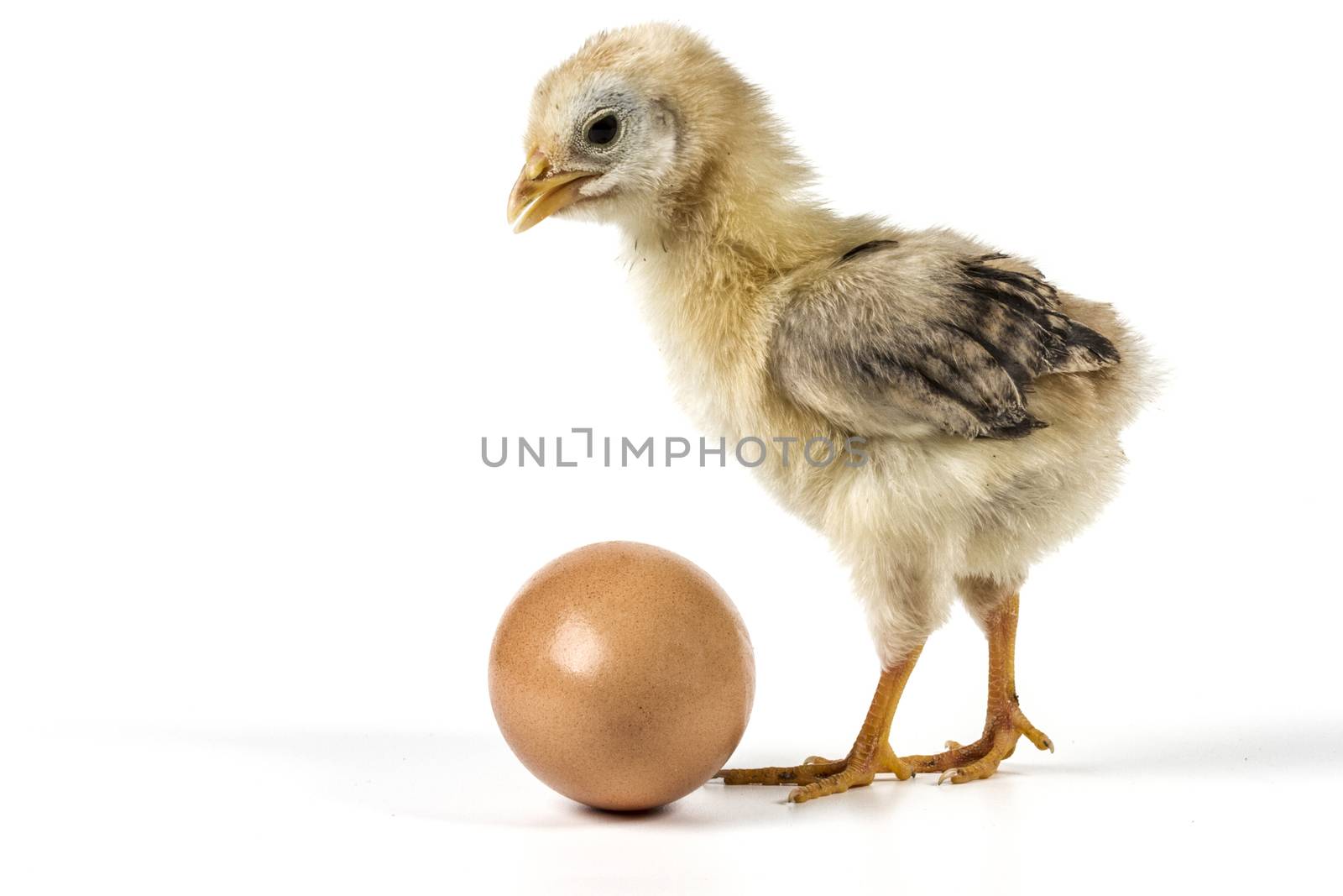 Chicken And Egg by orcearo