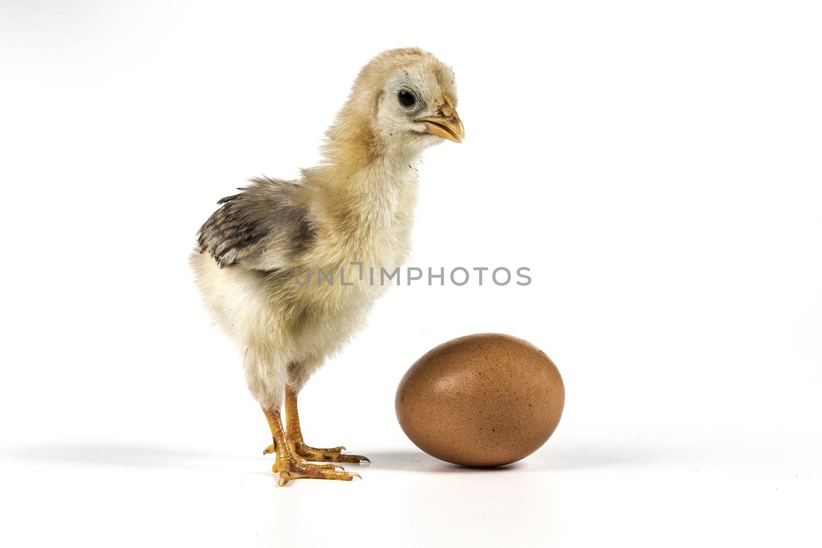 Chicken and egg isolated on white background with shadow