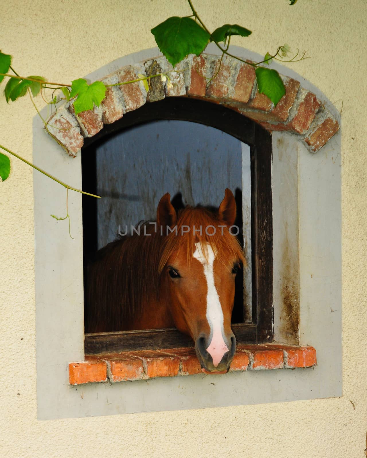 Red and brown horse looking through window by asafaric