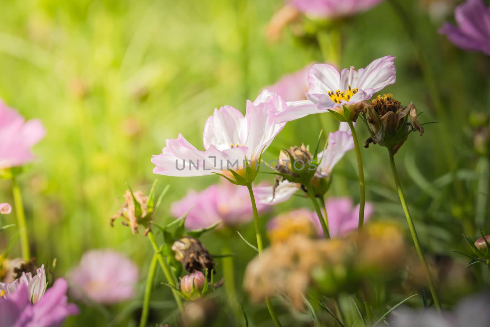 The background image of the colorful flowers, background nature