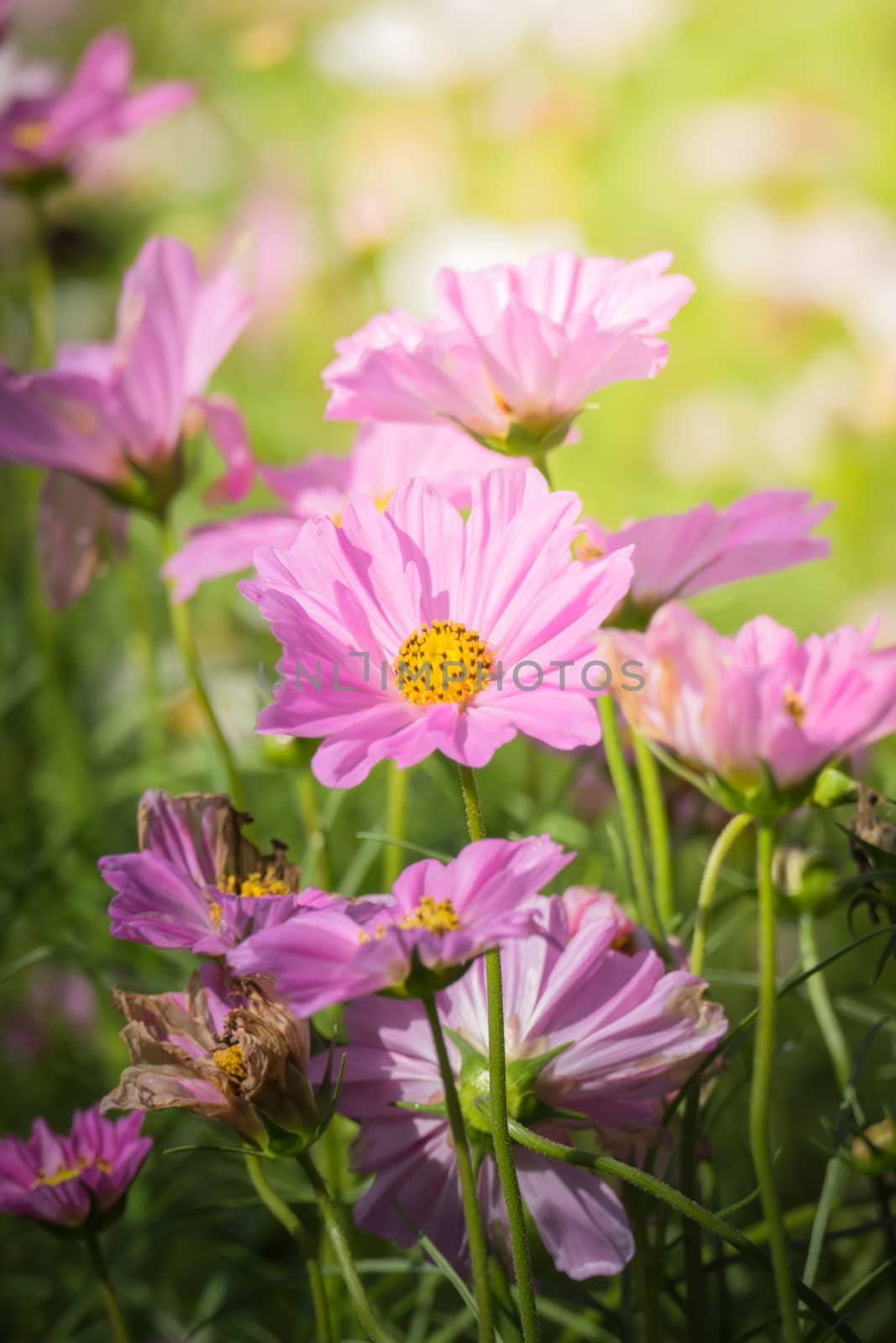 The background image of the colorful flowers, background nature