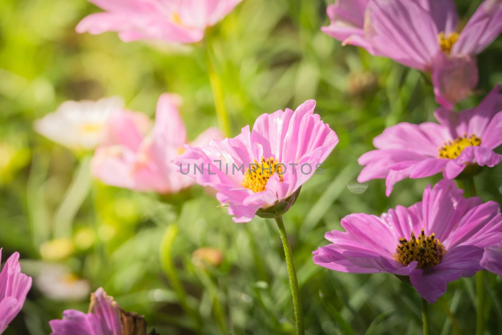 The background image of the colorful flowers, background nature