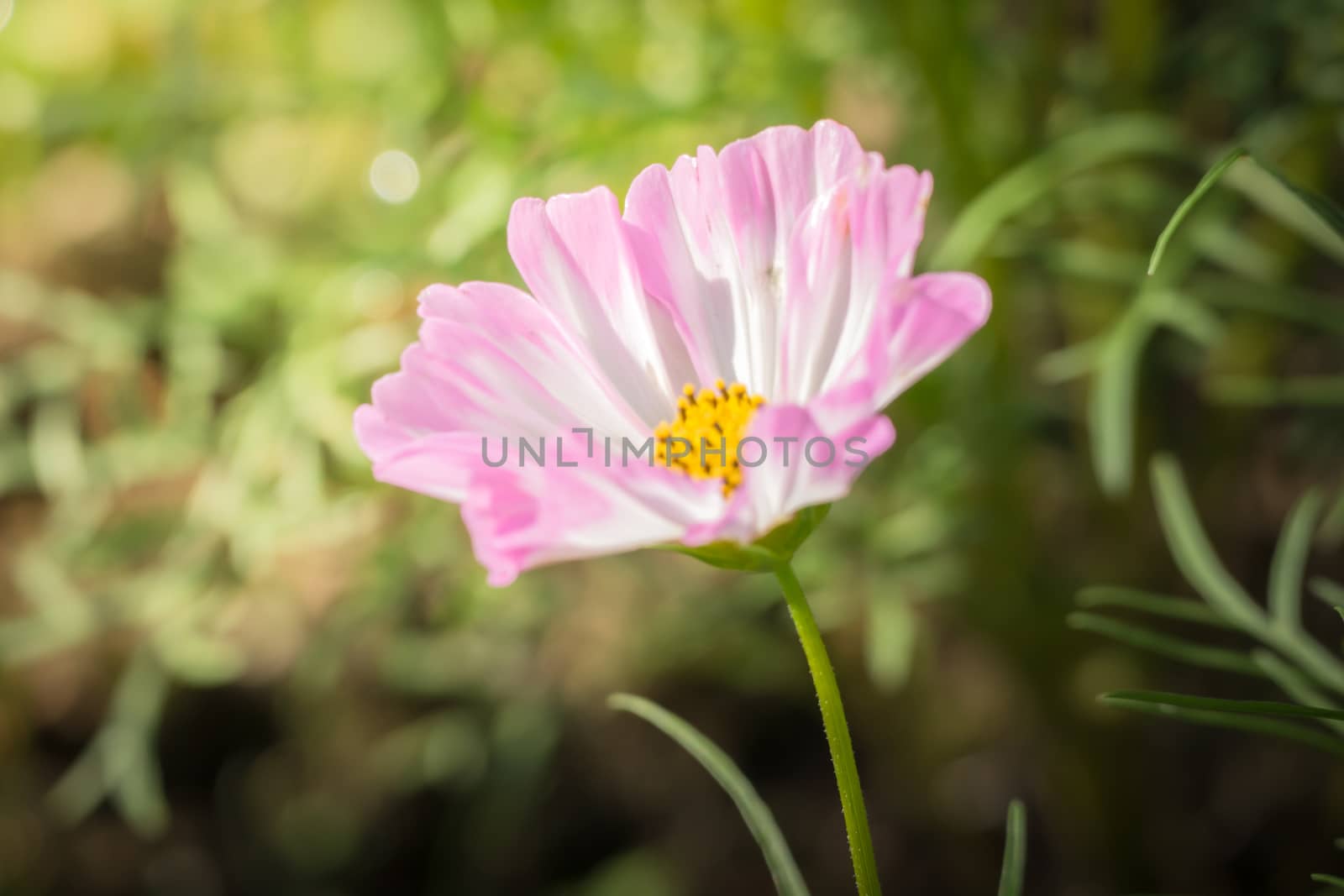 The background image of the colorful flowers, background nature