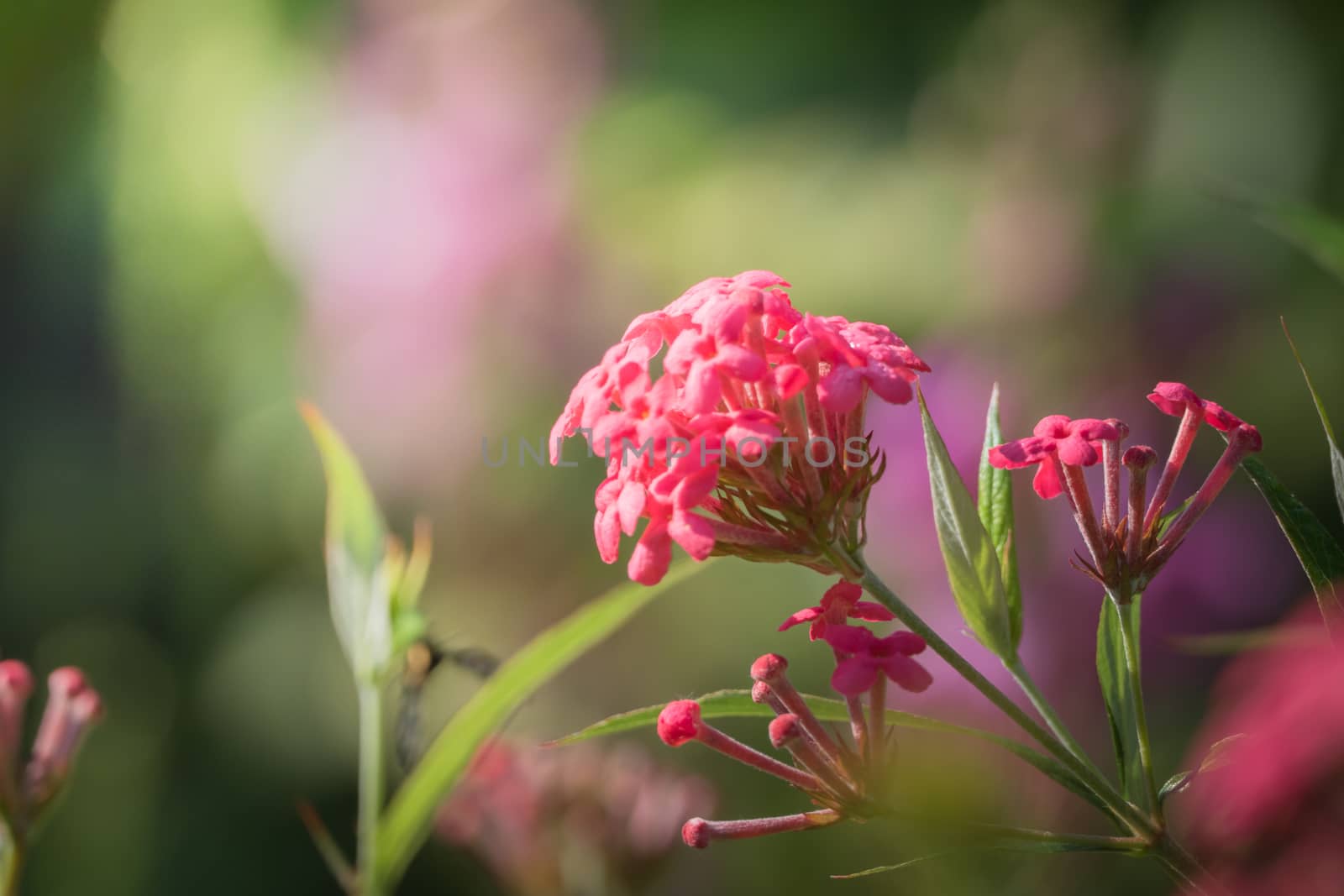 The background image of the colorful flowers, background nature