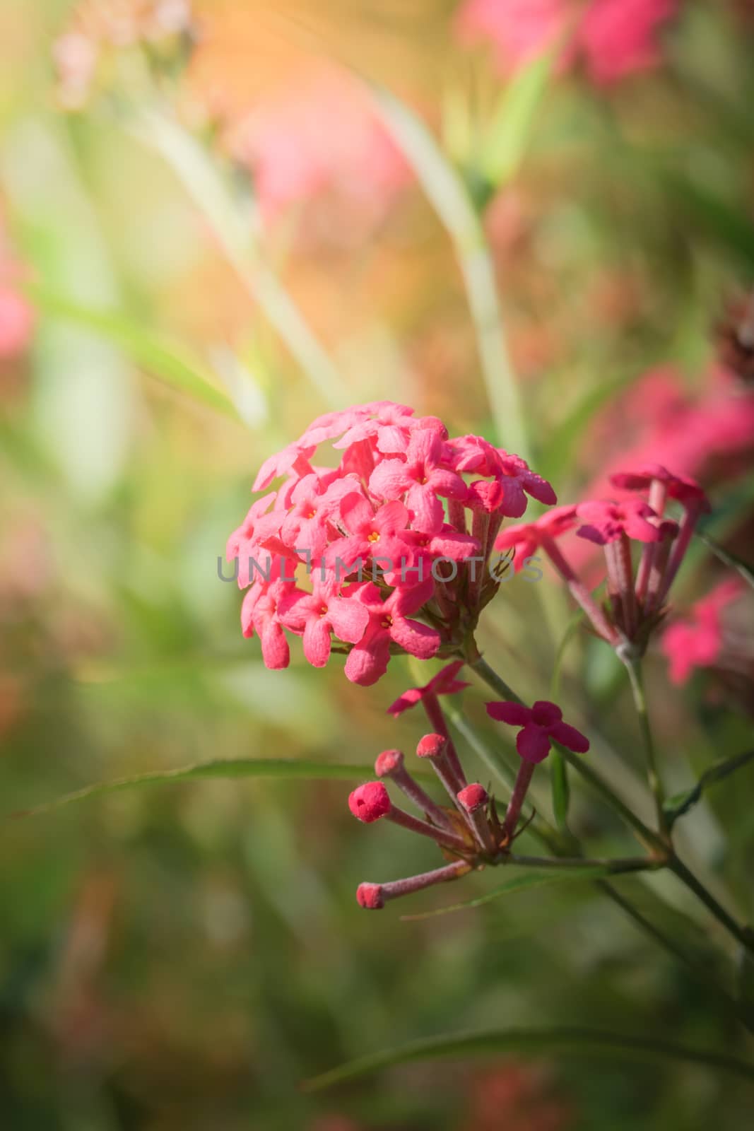 The background image of the colorful flowers, background nature