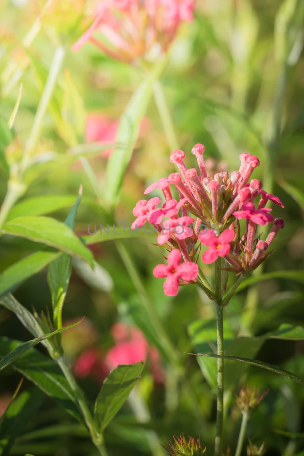 The background image of the colorful flowers, background nature