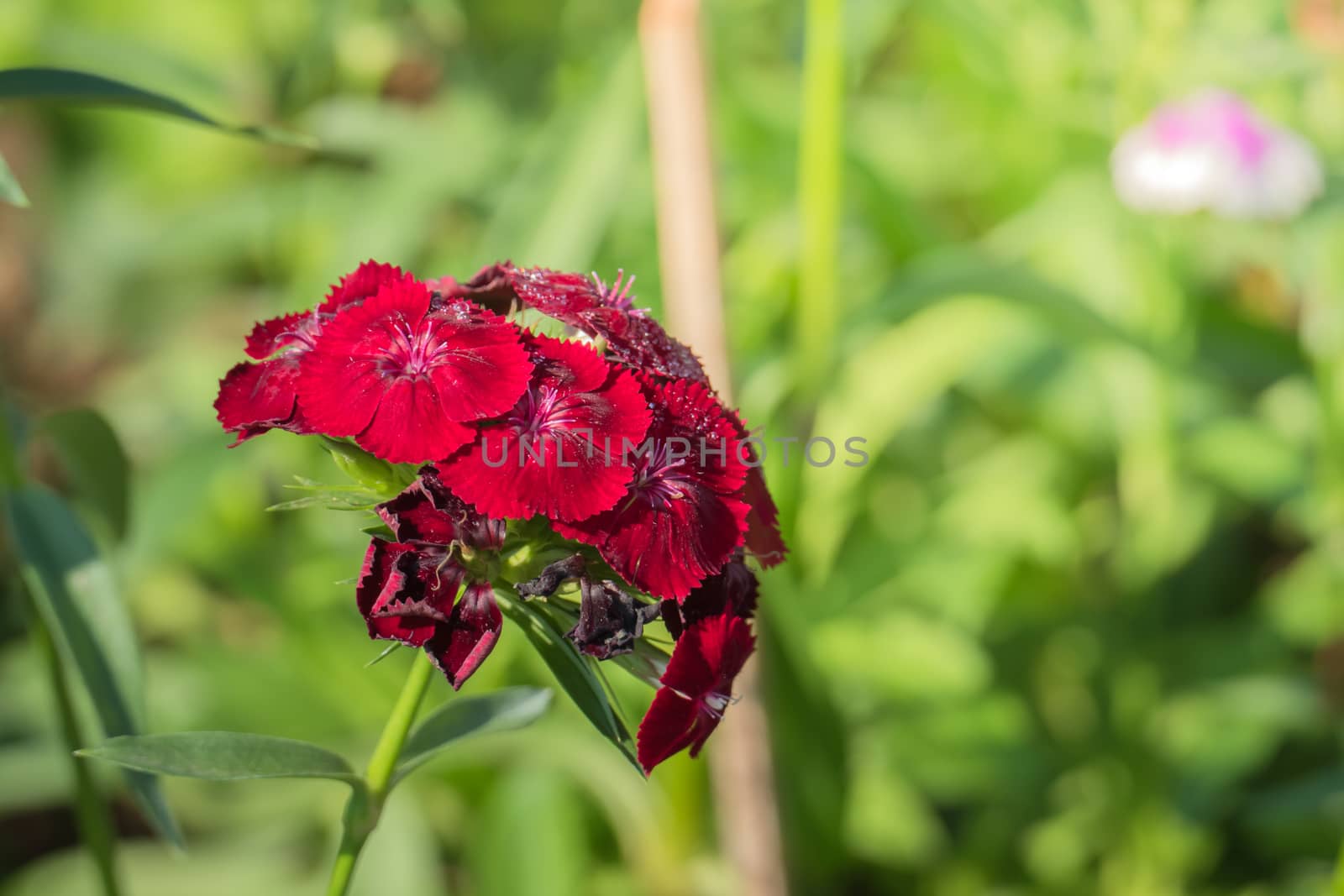 The background image of the colorful flowers, background nature