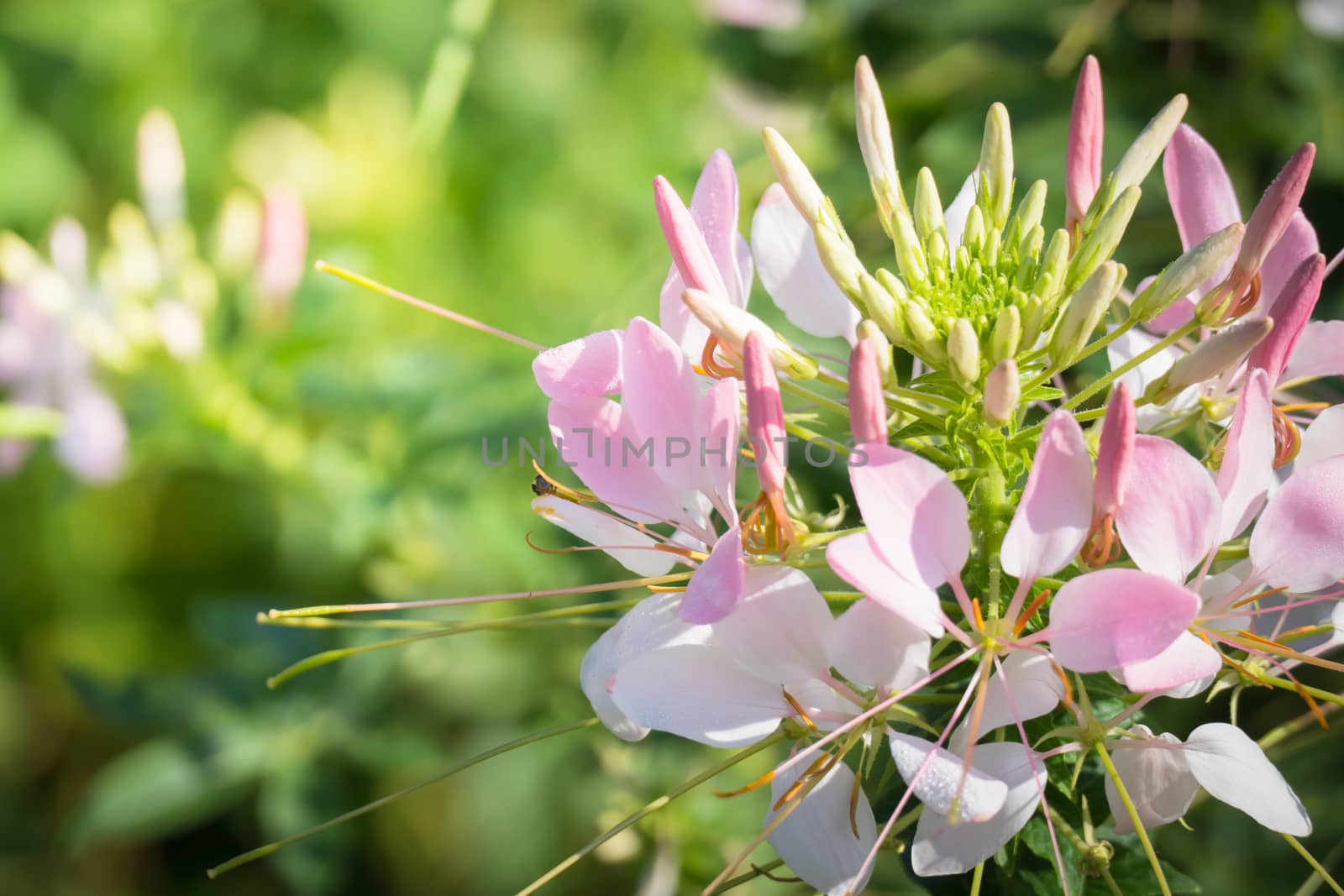 The background image of the colorful flowers, background nature