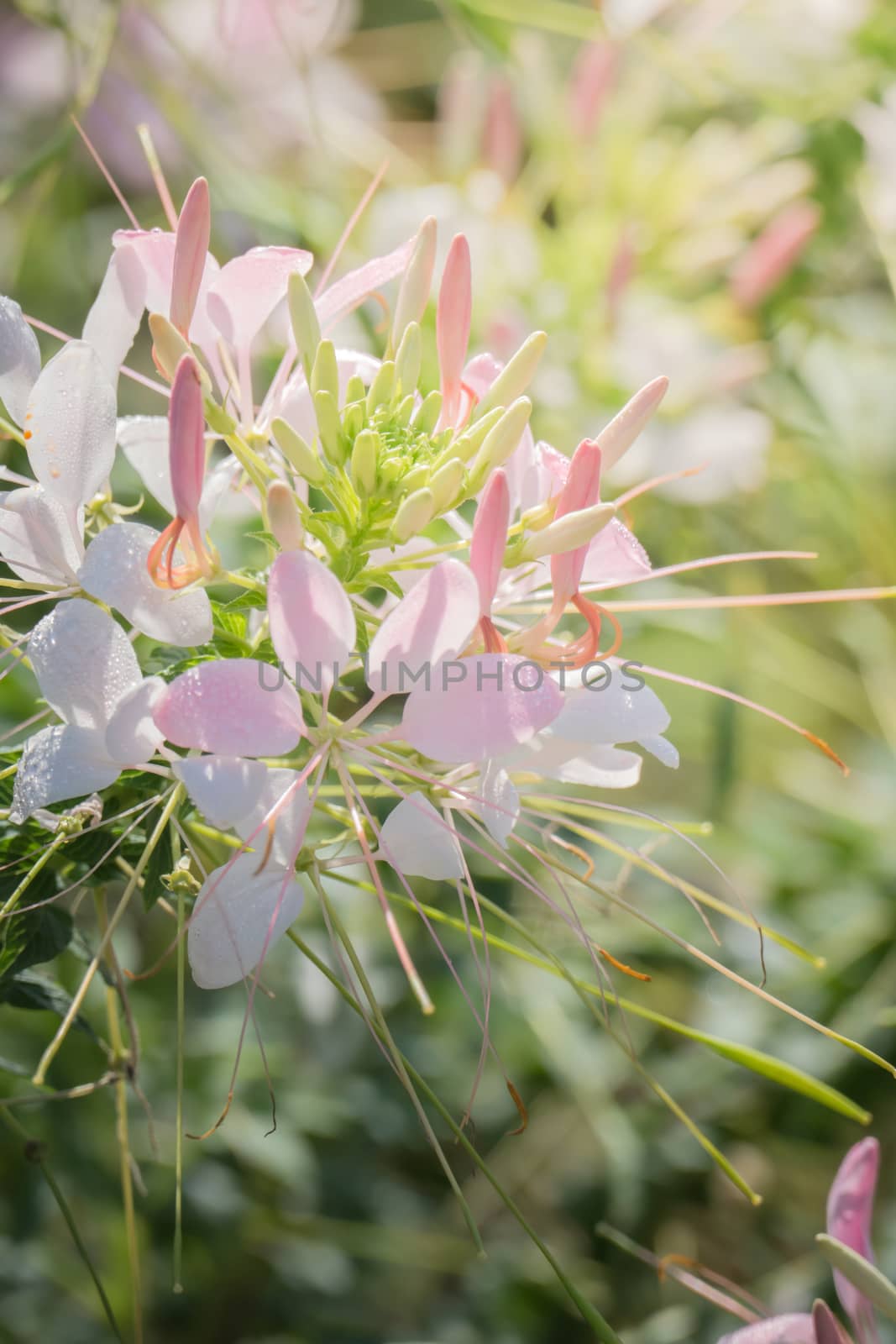 The background image of the colorful flowers, background nature