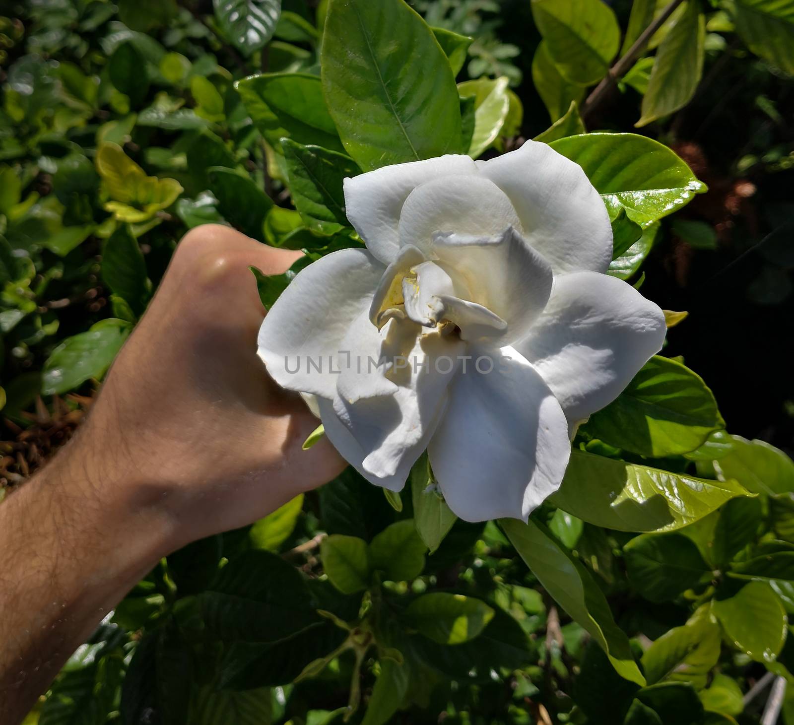 a hand of a caucasian men taking the last jasmine of the season