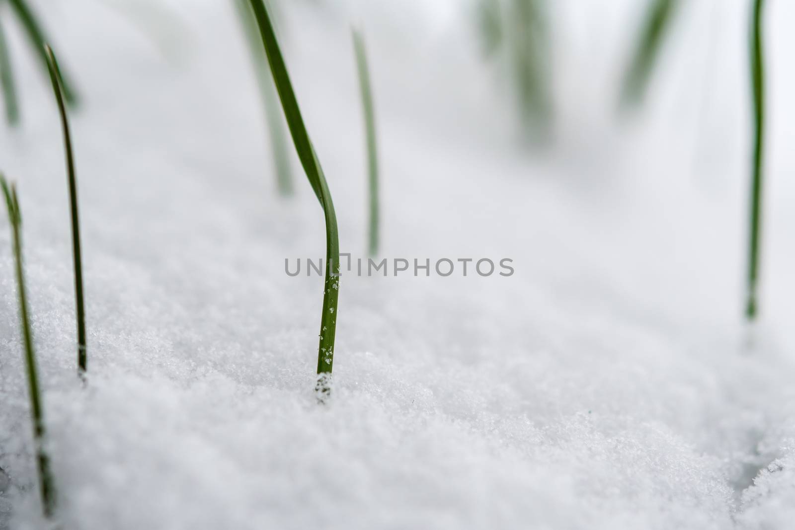 Closeup of a plant in snow in winter  by w20er
