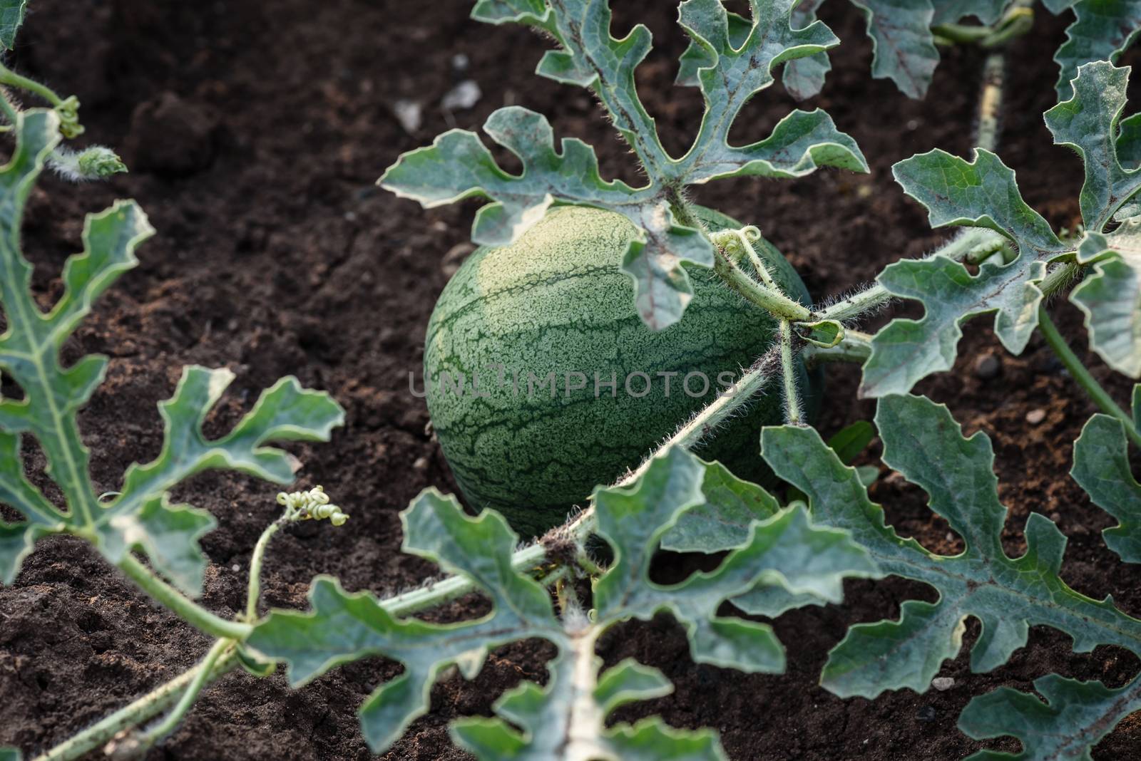 Young small round watermelon lie in the garden bed in fine clear weather morning by Seva_blsv