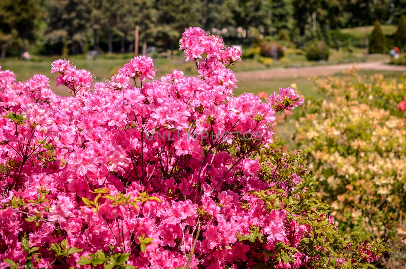 Blooming meadow with pink flowers of rhododendron bushes. Kyiv, Ukraine