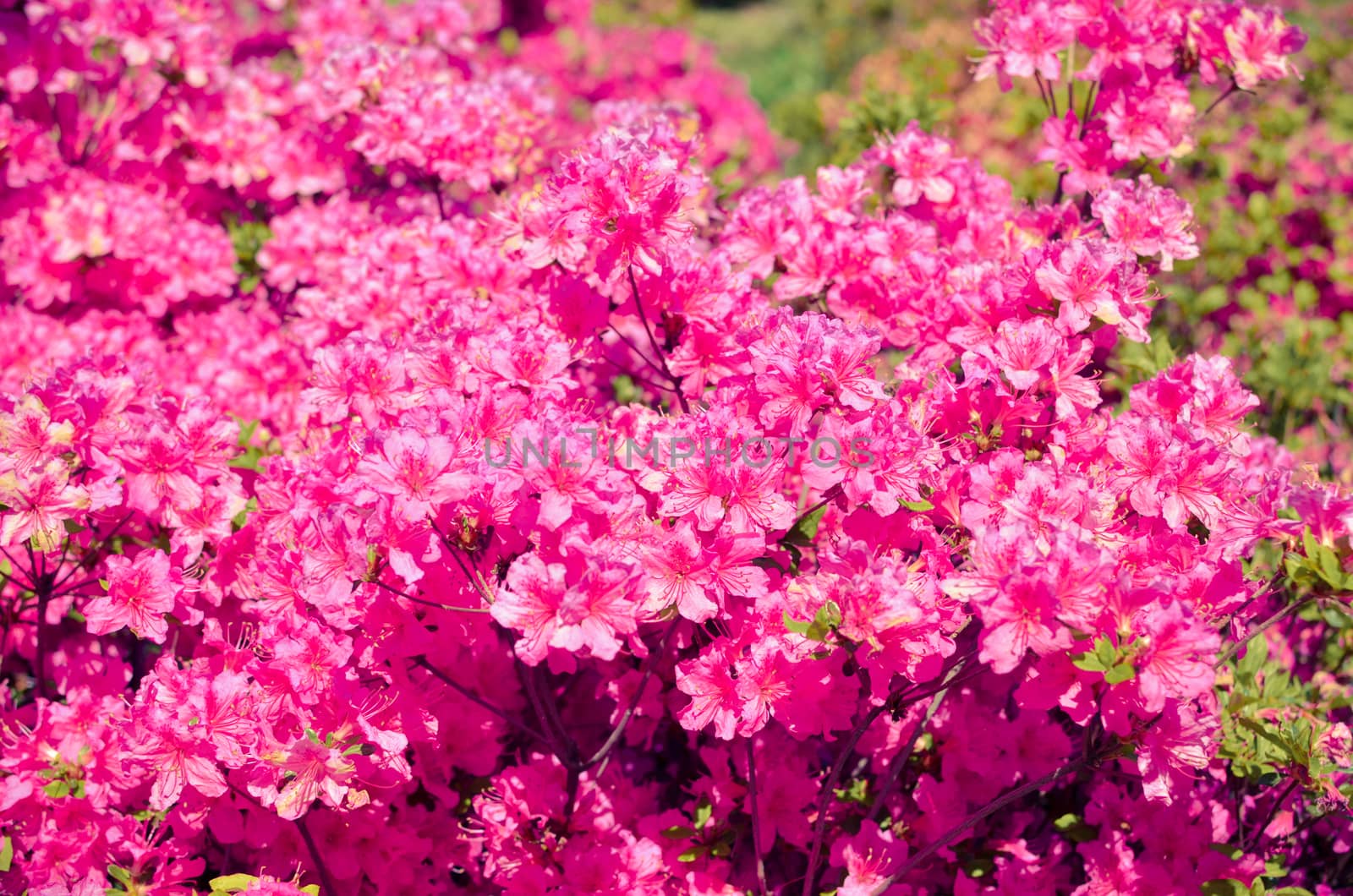Blooming meadow with pink flowers of rhododendron bushes. Kyiv, Ukraine