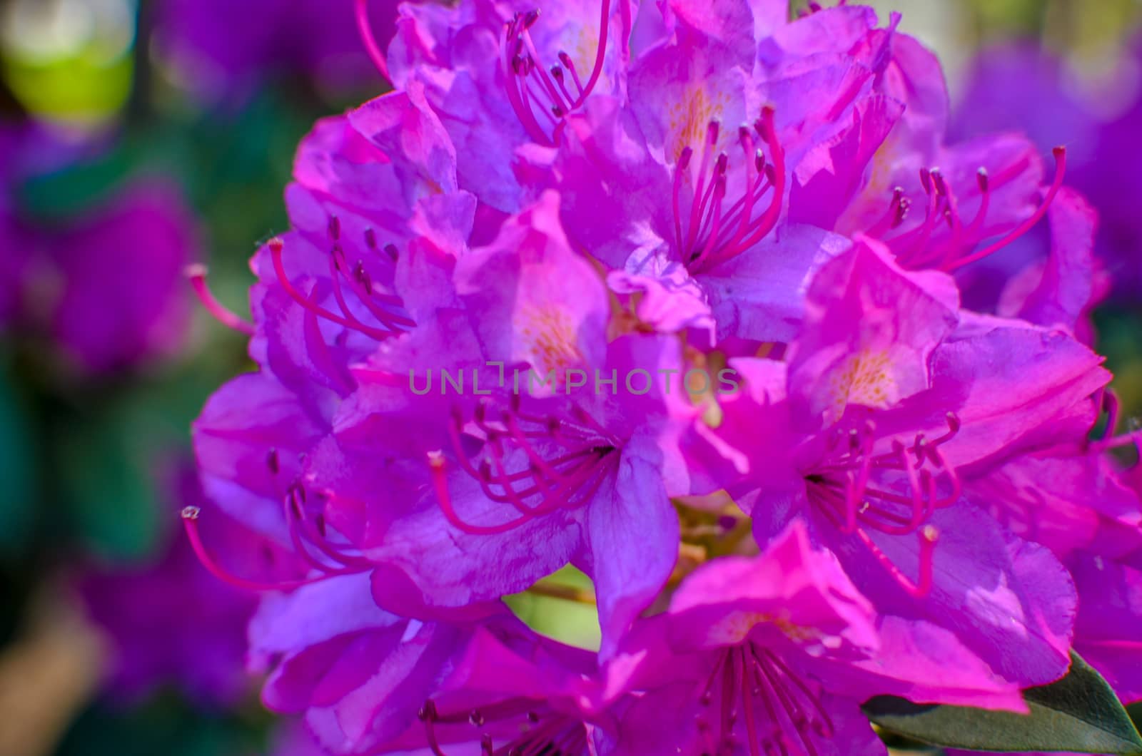 Blooming meadow with pink flowers of rhododendron bushes by kimbo-bo