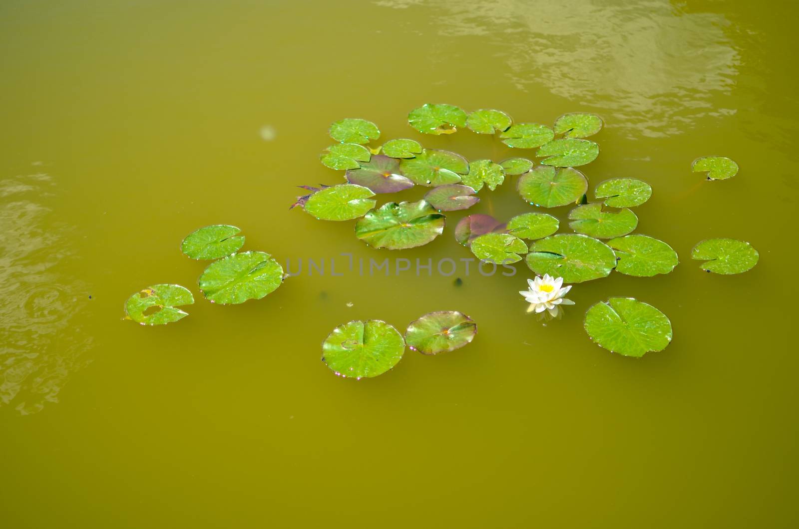 white lily floating with many leaves on a green water