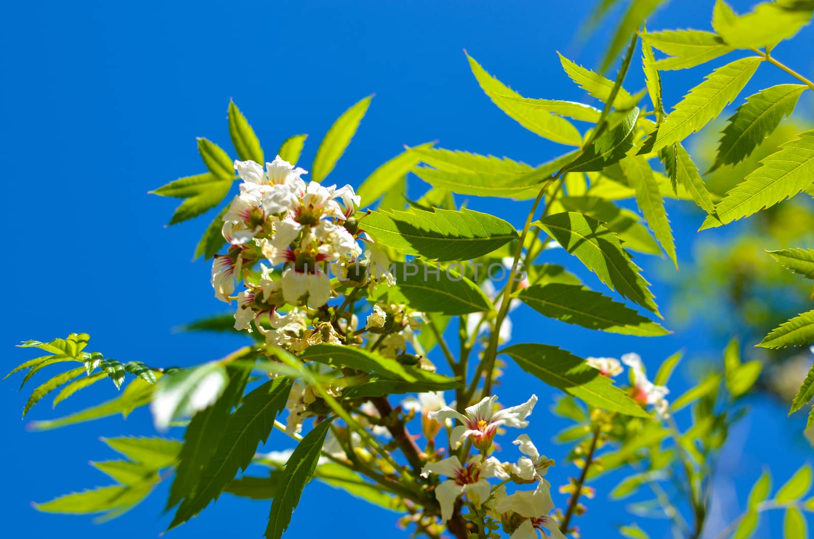 Bossom of white flowers on the tree with background of blue sky