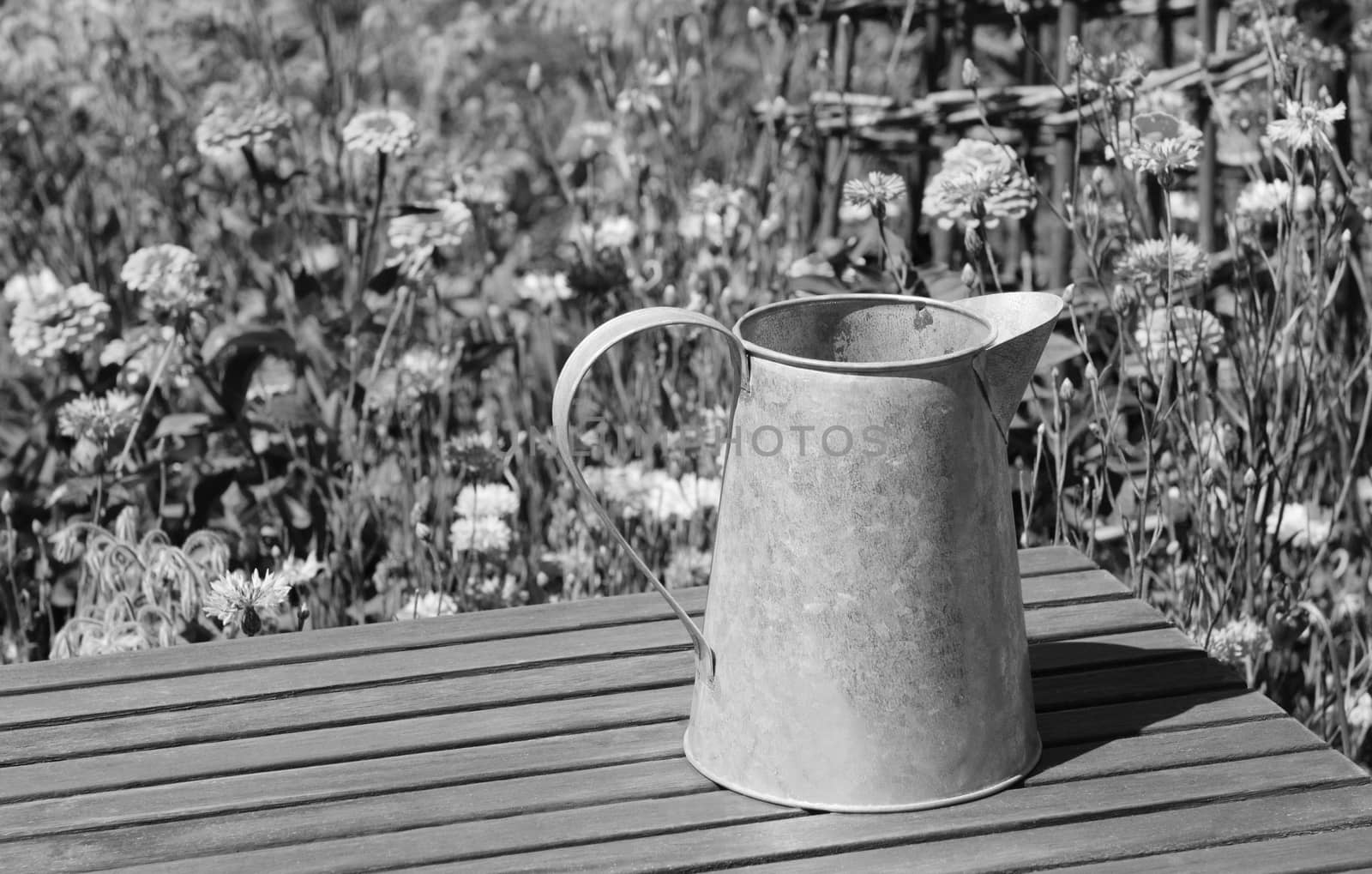 Empty metal pitcher stands on a wooden table in a summer flower garden, with zinnias and cornflowers in the background - monochrome processing
