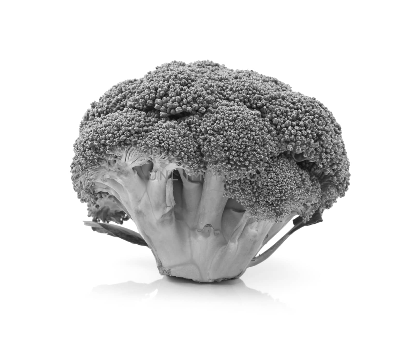 Fresh head of calabrese broccoli standing upright show individual florets and stalks on a white background - monochrome processing