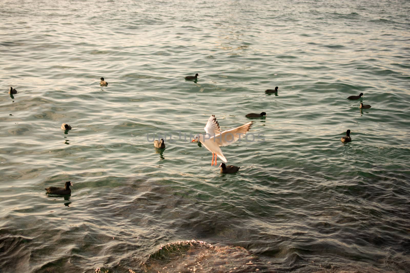 Flock of birds on water with water background by berkay