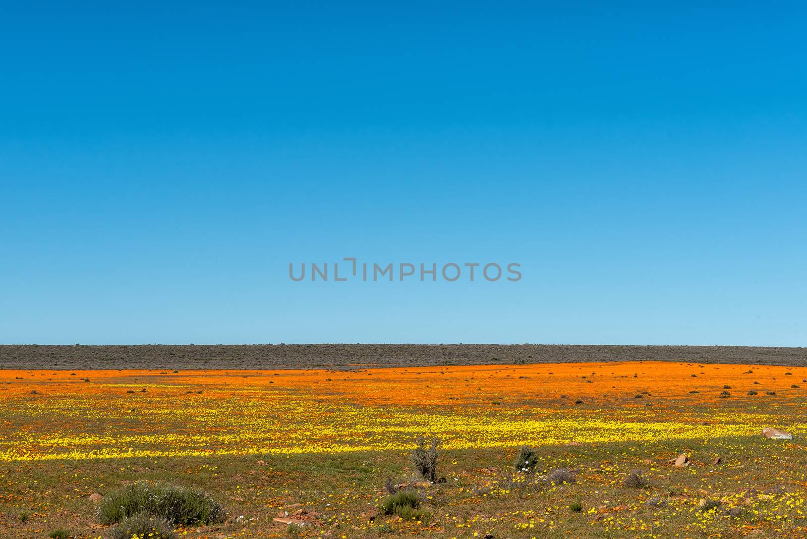 A field of orange and yellow wildflowers at Papkuilsfontein in the Northern Cape Province of South Africa