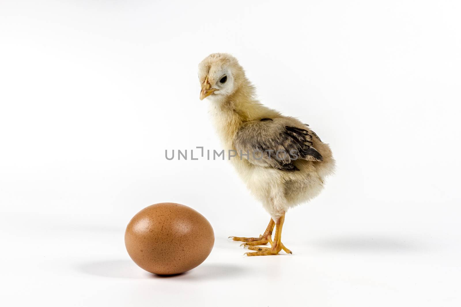 Chicken On White Background by orcearo