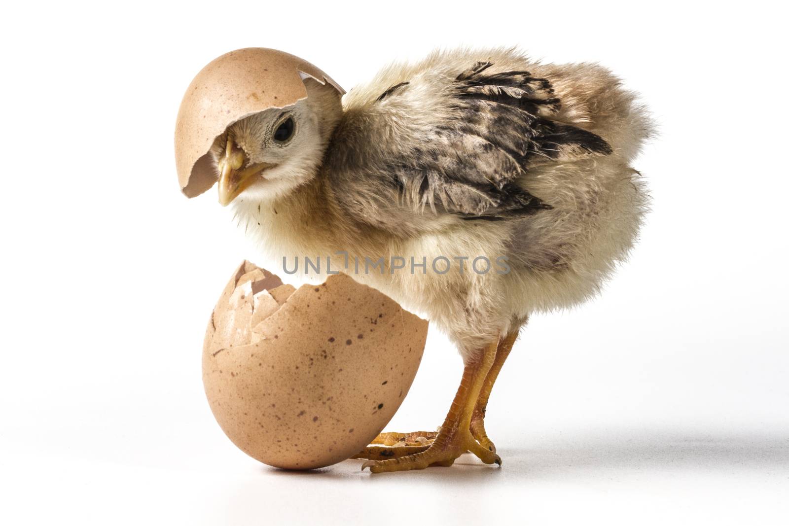 Broken egg and chicken isolated on white background with shadow