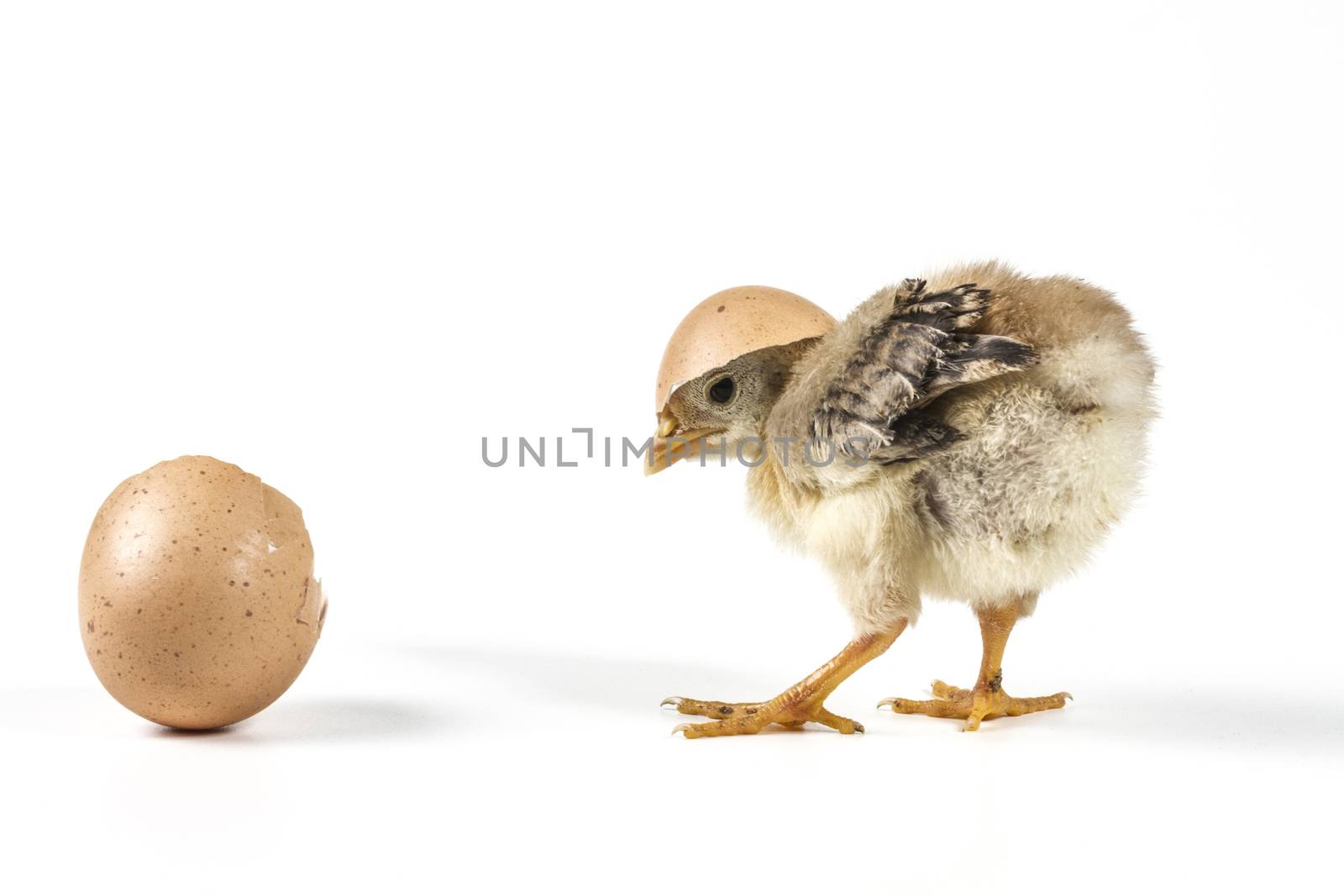 Broken egg and chicken isolated on white background with shadow