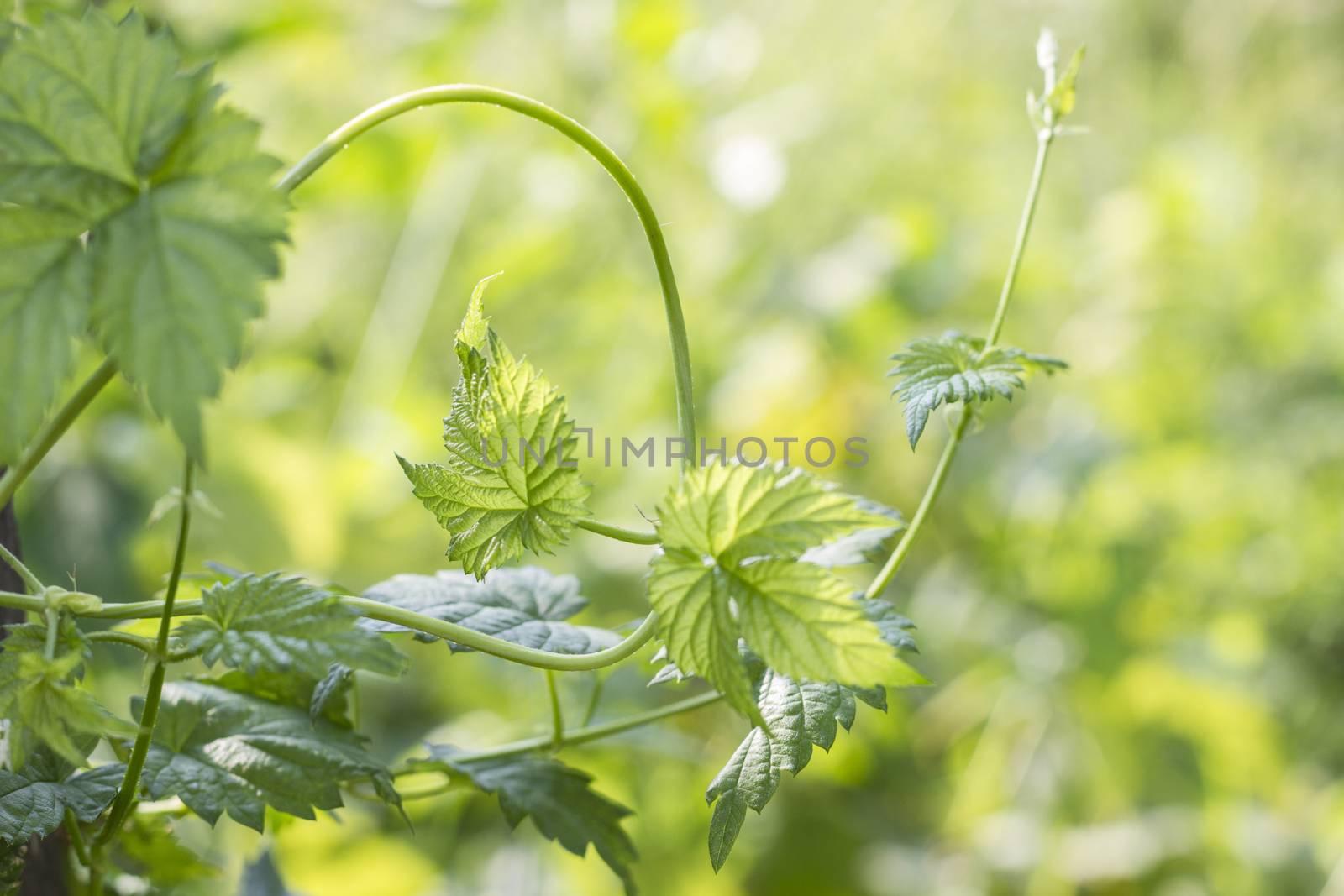 Green hop fresh leaves for beer brewing spice