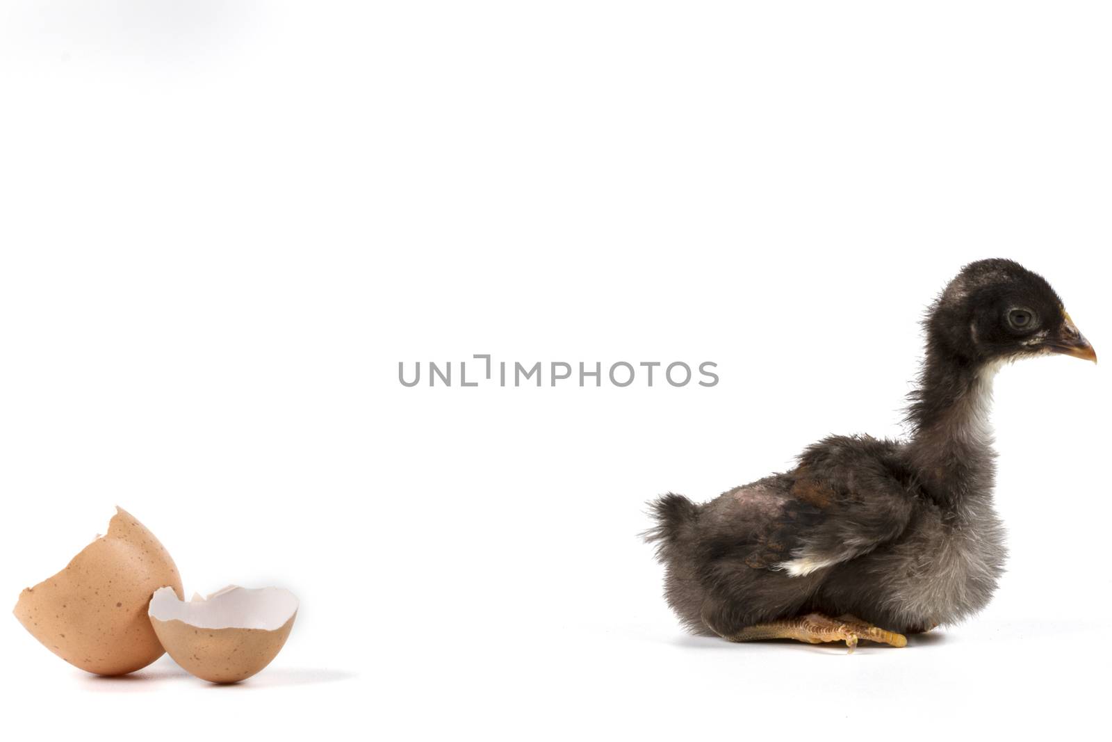 Broken egg and chicken isolated on white background with shadow