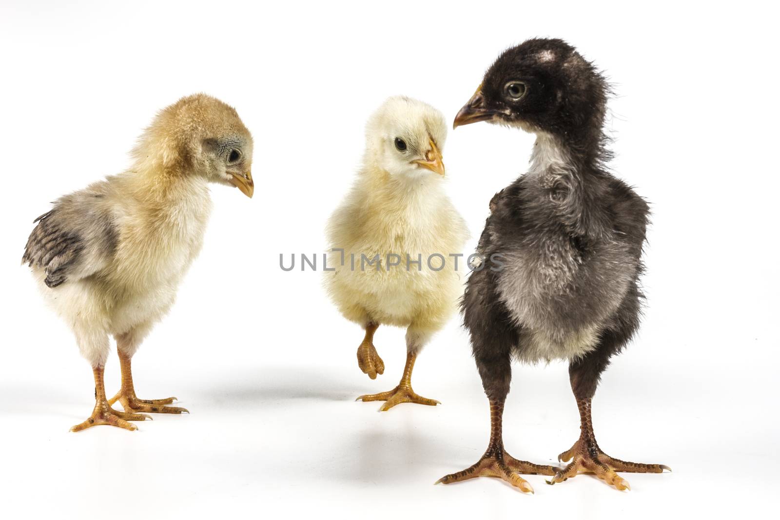 Chickens isolated on white background with shadow