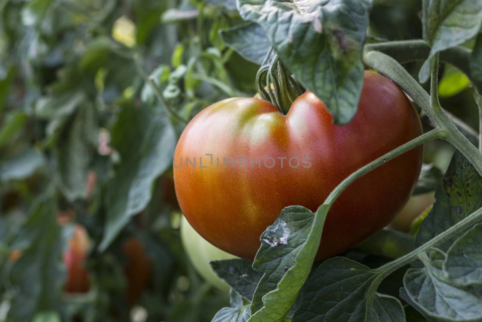 Close up on tomato and beautiful blurry background