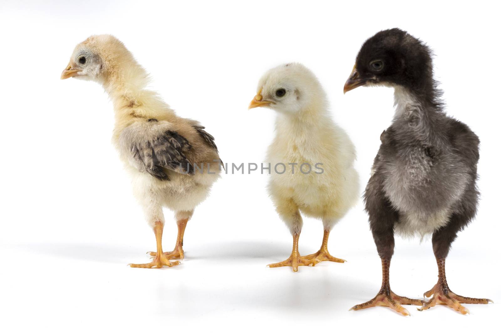 Chickens isolated on white background with shadow