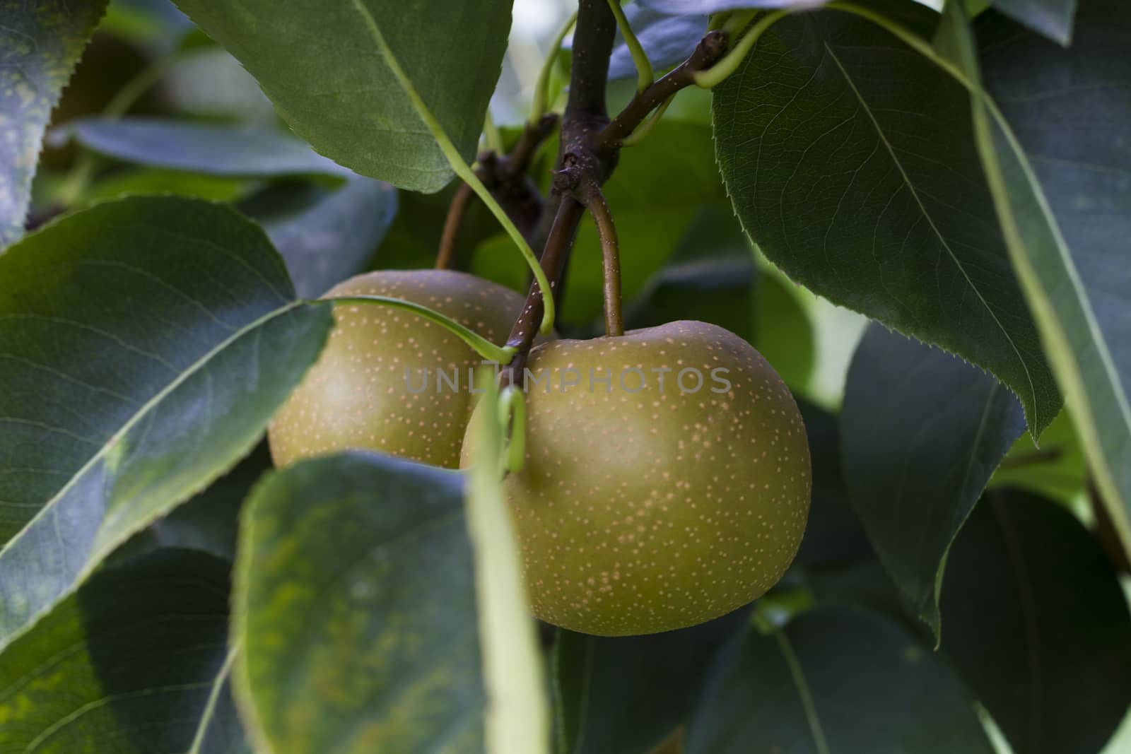 Green apples on tree brach with leaves in vibrant daylight