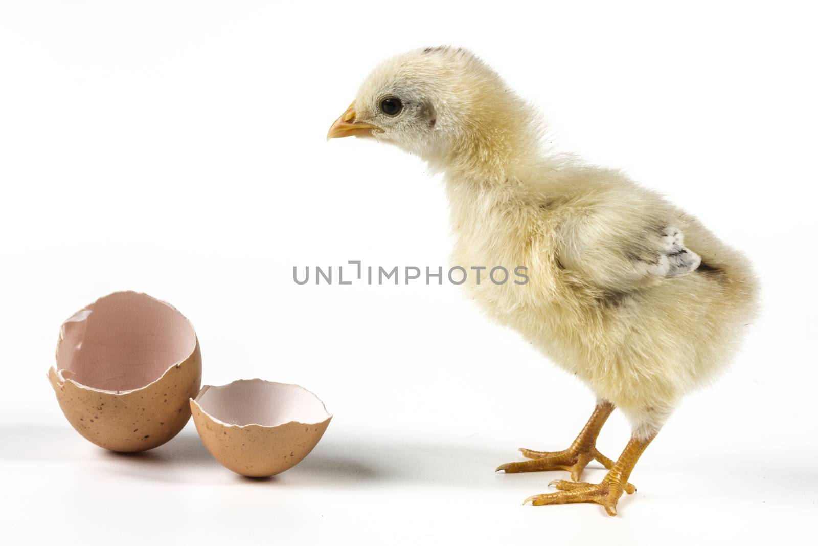 Chicken and egg isolated on white background with shadow