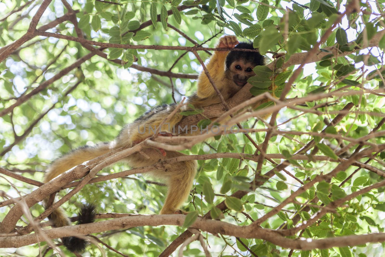 Beautiful picture of a very cute monkey in tree