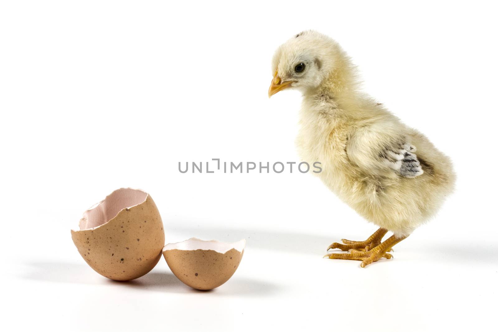 Broken egg and chicken isolated on white background with shadow