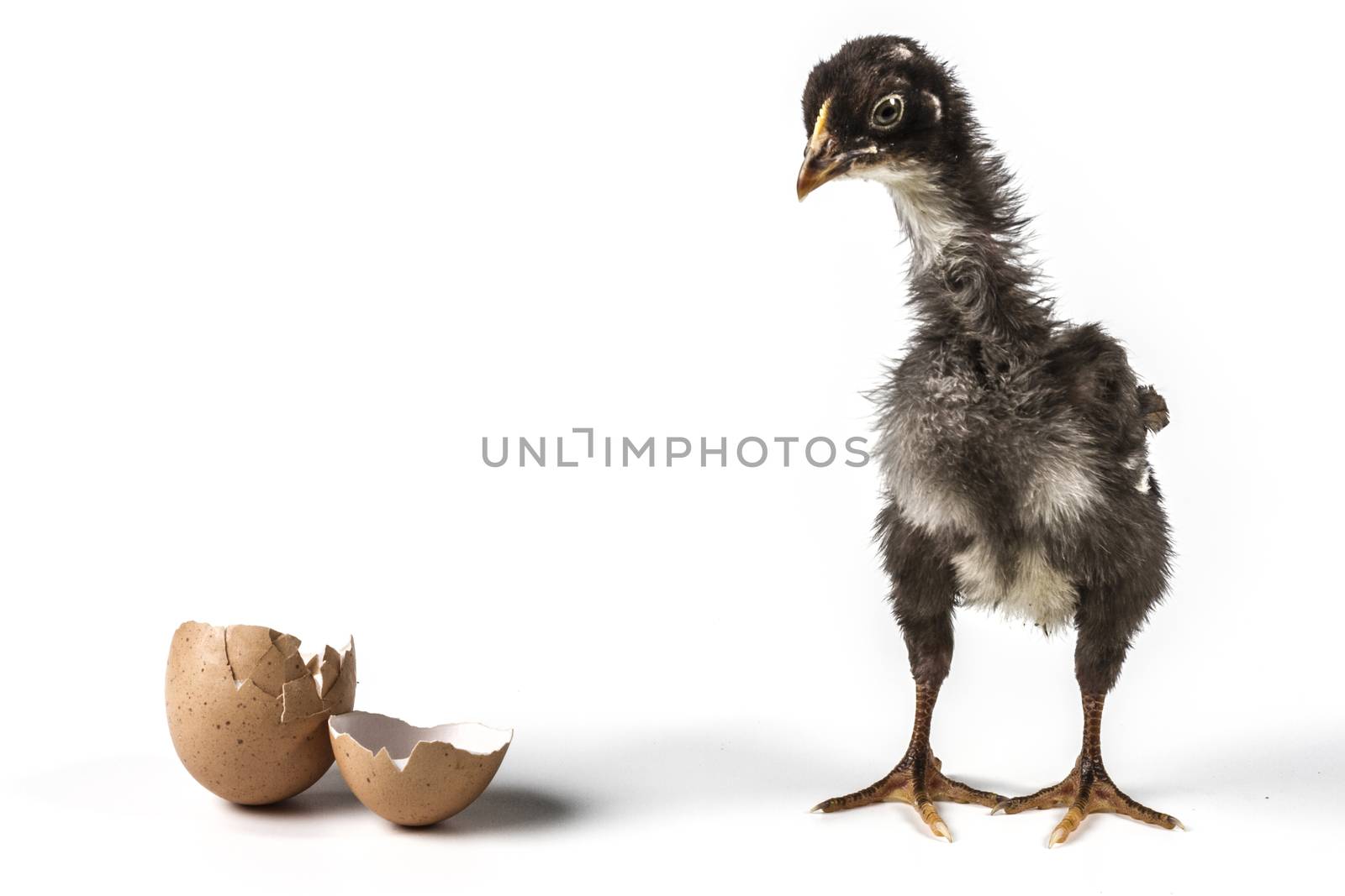 Broken egg and chicken isolated on white background with shadow